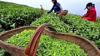 Mỗi tháng thu hàng trăm tỷ đồng từ xuất khẩu một loại thức uống
