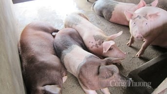 Tăng nhẹ cả 3 miền, miền Bắc ở mức cao nhất cả nước 64.000 đồng/kg