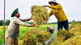 Giá gạo giảm 150 -300 đồng/kg; giá lúa giảm nhẹ