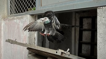 Cảnh sát Ấn Độ vẫn trông cậy bồ câu đưa thư