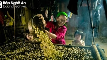 Xã vùng cao Kỳ Sơn vào mùa hái bo bo  | Báo Nghệ An điện tử