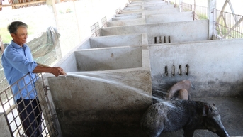 ជ្រូកព្រៃ ជាសត្វព្រៃដែលមានច្រមុះវែងជាងត្រចៀក ត្រូវបានចិញ្ចឹមដោយជោគជ័យនៅខេត្ត Kien Giang ហើយលក់ក្នុងតម្លៃ ១៥ម៉ឺនដុង/គីឡូក្រាម។