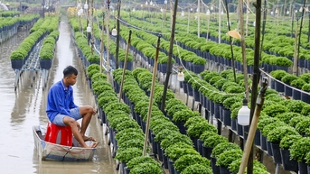 Miền Tây xuất hiện mưa bất thường có ảnh hưởng đến hoa Tết?