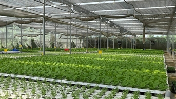 TP HCM đặt mục tiêu mỗi ha rau mang về 850 triệu đồng mỗi năm