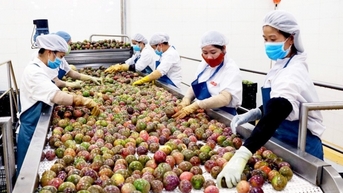 Nông sản Việt chinh phục thị trường thế giới bằng uy tín thương hiệu