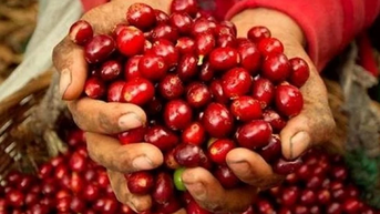 Giá nông sản ngày 31/12/2024: Hồ tiêu biến động, cà phê giảm nhẹ