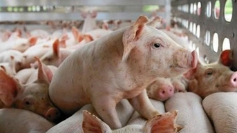 Cả nước đồng loạt giữ giá, cao nhất là 64.000 đồng/kg