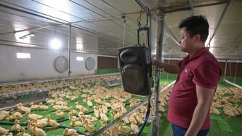 Gà, vịt &amp;amp;apos;đi bar&amp;amp;apos;, lợn nghe nhạc sàn: Thịt thơm ngon, chủ thu tiền tỷ