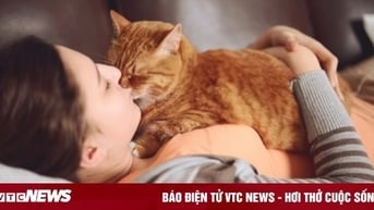 Mang mèo hoang về nuôi, cả gia đình bị nhiễm nấm da
