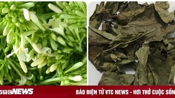 Công dụng của xạ đen và hoa đu đủ đực