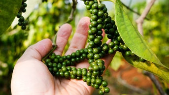 Hạt tiêu, loại gia vị có nhiều công dụng bất ngờ
