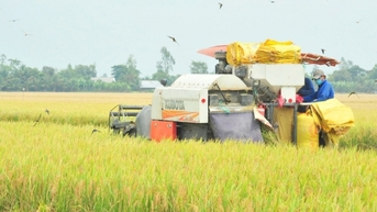 Lúa đảo chiều giảm sâu