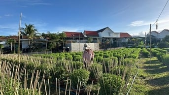 ‘Thủ phủ’ hoa cúc ở Khánh Hòa tất bật vụ Tết