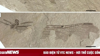 ហ្វូស៊ីលសត្វក្រៀលអាយុ 200 លានឆ្នាំត្រូវបានរកឃើញ ដែលដូចគ្នាបេះបិទទៅនឹងប្រភេទសត្វទំនើប