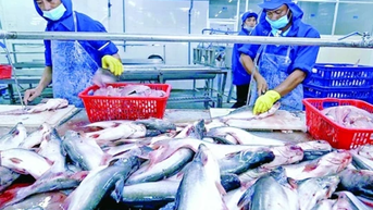 Xuất khẩu cá tra tăng mạnh, kỳ vọng vượt mốc 2 tỷ USD