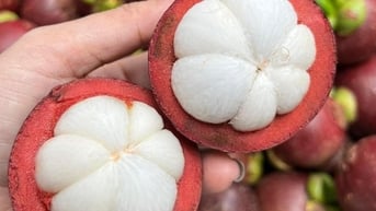 Măng cụt, loại quả ngon đáo để này ở Lâm Đồng đang chín trước miền Tây, giá cao vẫn bán hút hàng