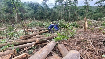 Quảng Ninh: Lý giải của doanh nghiệp về việc khai thác rừng phòng hộ hồ Khe Giữa