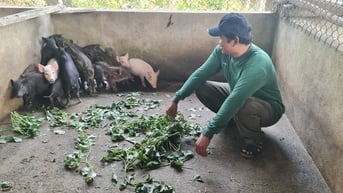 mô hình nông nghiệp hiệu quả giúp cộng đồng thoát nghèo