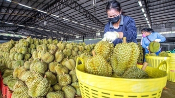 Xuất khẩu nông sản 6 tháng trên 29 tỷ USD, có 7 sản phẩm xuất khẩu đạt tỷ USD