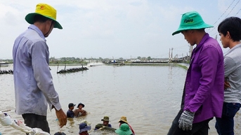 Con tôm, vật nuôi chủ lực ở ĐBSCL, trong đó có Sóc Trăng, "sóng to gió lớn" kéo dài tới khi nào?