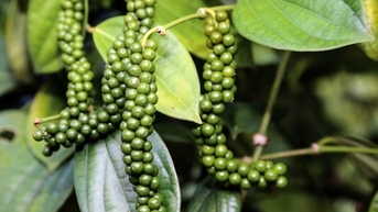 តម្លៃ​នាំ​ចេញ​កើន​ឡើង​ខ្លាំង អាមេរិក​បន្ត​ជា​ទីផ្សារ​ធំ​បំផុត​សម្រាប់​ម្រេច​វៀតណាម។