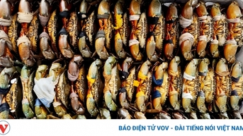 Cà Mau bác thông tin xuất khẩu cua giãn đoạn do gặp khó vận chuyển