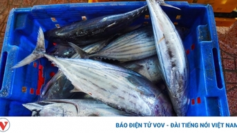 អ្នកនេសាទប្រឈមនឹងការលំបាកក្នុងការទាញយកត្រីធូណា skipjack ដែលមានប្រវែងអប្បបរមា 500mm ។