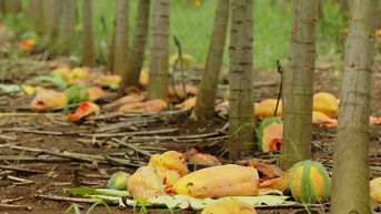 Đu đủ rụng đầy gốc vì doanh nghiệp từ chối thu mua