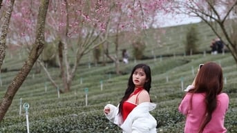 Mặc trời "lạnh căm", du khách vẫn đổ về đồi chè Cầu Đất chụp ảnh hoa mai anh đào Đà Lạt