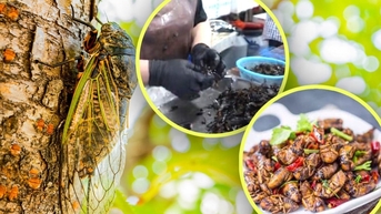 Ve sầu thành cơn sốt, 'chu du' từ nhà hàng hạng sang tới bàn nhậu vỉa hè