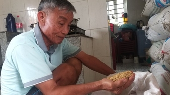 Lúa còn thơm trên đồng, thương lái đã đến tận ruộng đặt tiền mua, nông dân Ninh Bình đợi máy gặt về rồi thu tiền