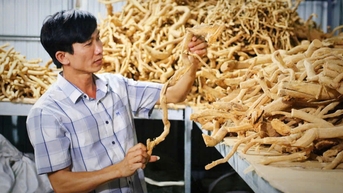 Hướng đi mới phát triển cây dược liệu xáo tam phân