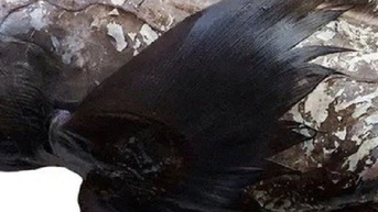 “ត្រីឆ្លាមខ្មោច” មានរូបរាងចម្លែក ត្រូវបានរកឃើញនៅប្រទេសថៃ