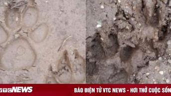 ប្រហែលជា​ស្នាម​ជើង​ធំៗ​ពីរ​ដែល​គេ​រក​ឃើញ​នៅ Son La មិនមែន​ជា​របស់​ខ្លា​ទេ។