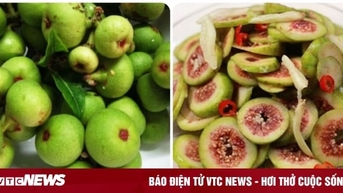 Bài thuốc chữa bệnh từ quả sung