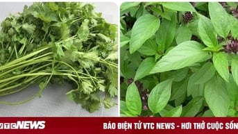 7 loại rau thơm tốt cho sức khoẻ nên ăn thường xuyên