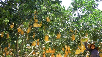 Bưởi Phúc Trạch hút hàng
