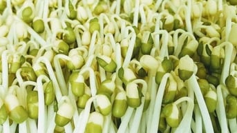 Bất bình vì chủ cơ sở trồng giá bằng hóa chất chỉ bị phạt tiền, không khởi tố