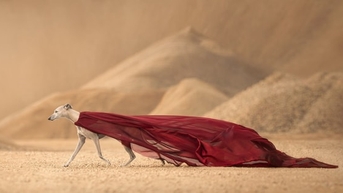 Độc đáo hình ảnh cún cưng qua Giải thưởng Dog Photography Awards 2024