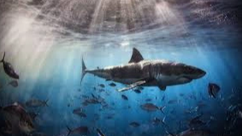 Những lần các shark bị "mắc cạn"
