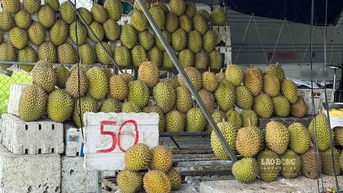 Giá sầu riêng giảm sâu, người mua vẫn kén