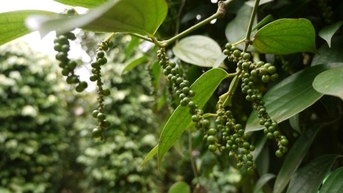 Chu kỳ tăng giá sẽ kéo dài, dự báo mốc cao ‘ngoài tưởng tượng’