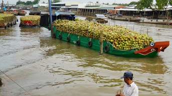 Giá dừa khô 140.000 đồng/chục, nhà vườn sống khỏe