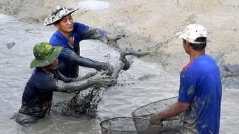 Ông tỷ phú Cà Mau tát ao nuôi cá chình tiền tỷ ở xã tỷ phú, bắt toàn con to bự, bán cho Trung Quốc