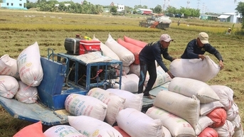 Xuất khẩu gạo: Chớp cơ hội thị trường