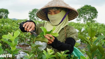 Nông dân thu 50 tỷ đồng mỗi năm nhờ trồng ổi