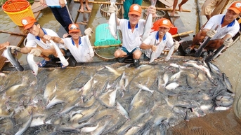 Một loài cá Việt Nam bất ngờ được ưa chuộng ở quốc gia cách nửa vòng trái đất