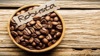 Khi Brazil bước vào vụ thu hoạch, giá cà phê Robusta sẽ ra sao?