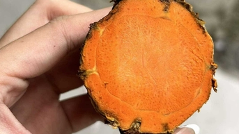 Ăn nghệ có tác dụng cải thiện trí nhớ?