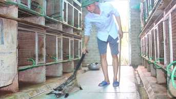 វិស្វករ​លា​ឈប់​ពី​ប្រាក់​ខែ​២៥​លាន ដើម្បី​ត្រឡប់​ទៅ​ស្រុក​កំណើត​នៅ​ខេត្ត Nghe An ដើម្បី​ចិញ្ចឹម​សត្វ​ត្រកួត​ជា​សត្វ​ព្រៃ ហើយ​លក់​វា​ក្នុង​តម្លៃ ១៤​លាន​/គូ។